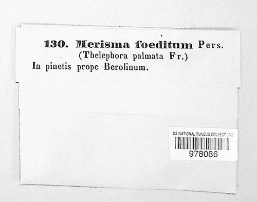 Thelephora palmata image